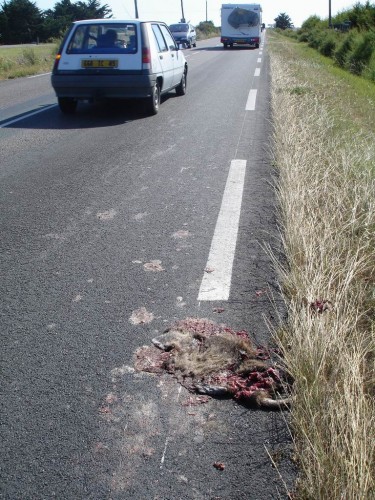 Roadkill, I saw hundreds of them on the way to Noirmoutier
