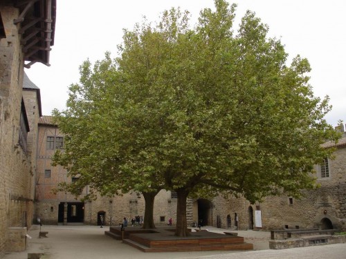 The castle's courtyard