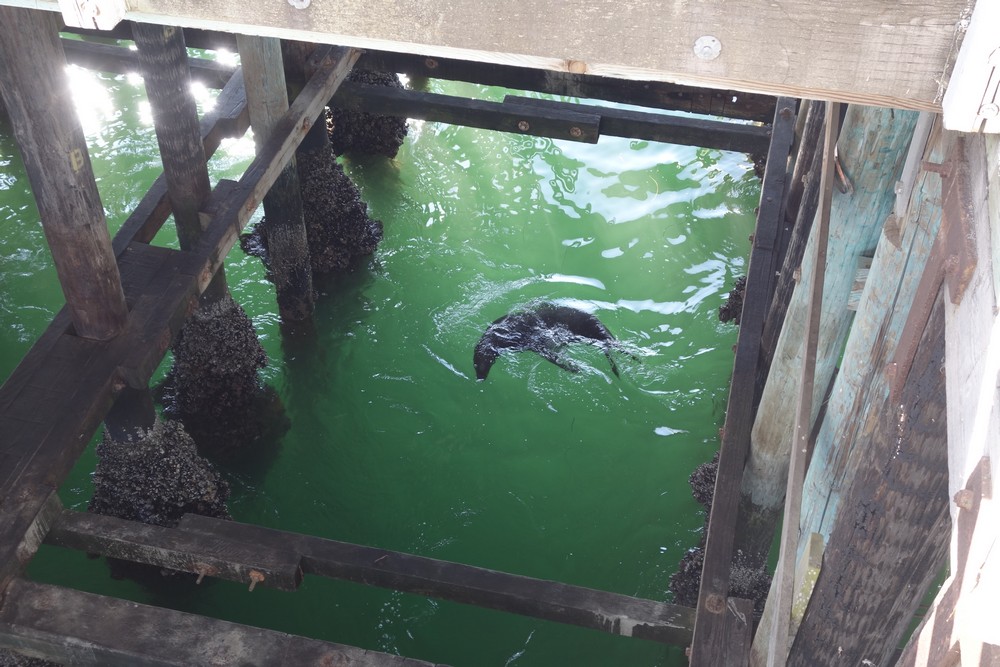 Seals under the pier