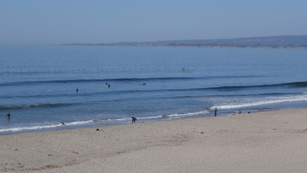Surfers, dolphins and birds in formation
